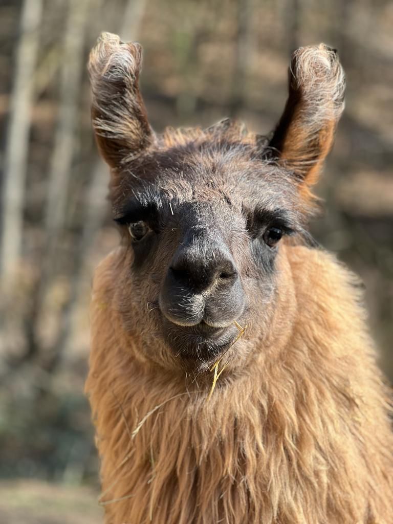 Lamas & Alpakas