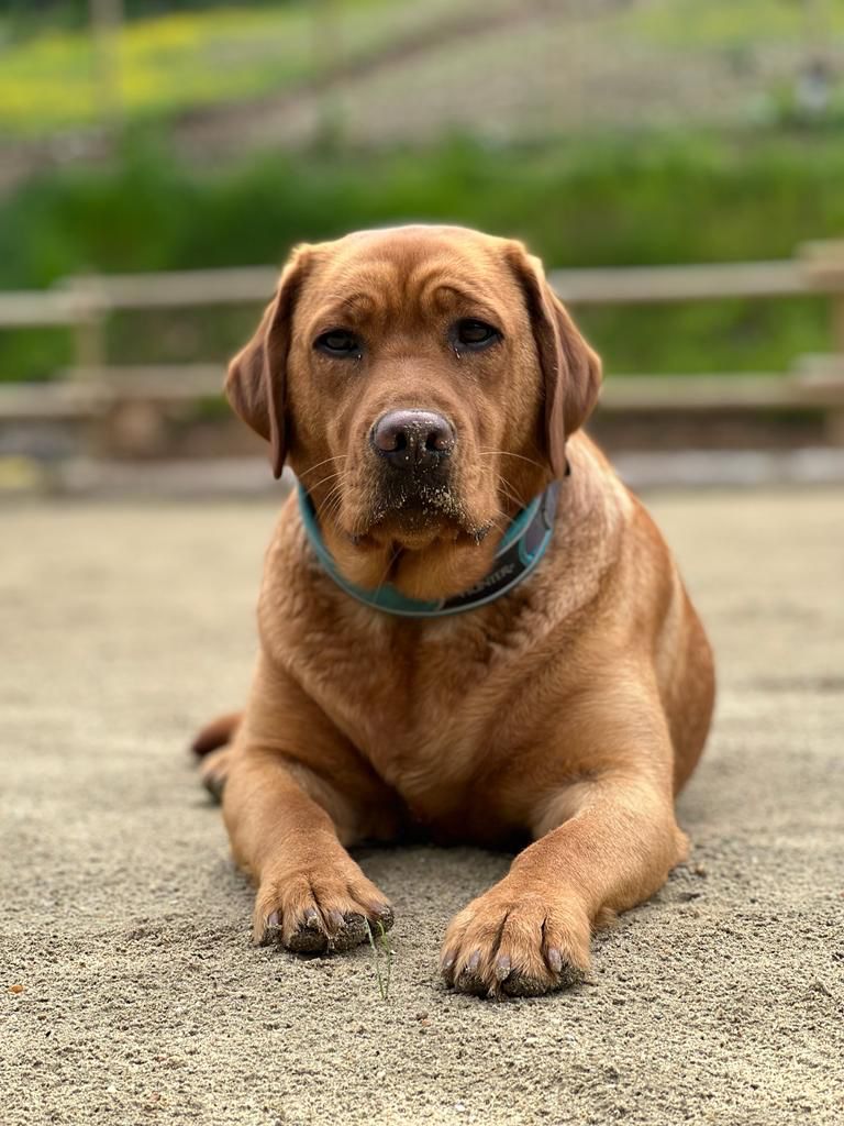 Hunde